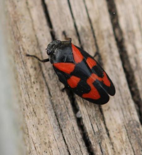 Cercopis vulnerata